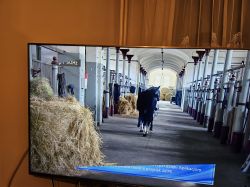 Obraz telewizora z niedopasowanym menu OSD, pokazujący stajnię z końmi.