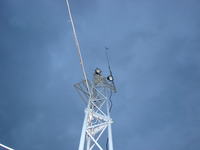 Antena do CB samoróbka proszę o pdpowiedź czy dobra.