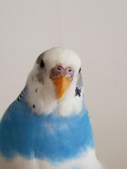 Obrazek