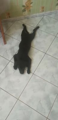 Mieszaniec psa pitbul i labrador