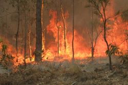 Australijscy strażacy testowali pigułkę monitorującą temperaturę wewnętrzną Australijscy strażacy testowali pigułkę monitorującą temperaturę wewnętrzną