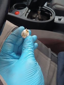 Seat Leon 2.0 2007r: Awaria - nieprawidłowe włączanie biegów, luźny drążek, biegi bez sprzęgła