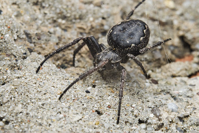 Spider - what model is it?