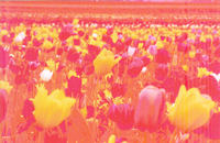 Pixma MP450 - kolorwe wydruki z paskami