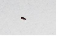 Worms in kitchen cabinets, food ...