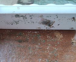 Dirty power strip on a damaged wooden surface covered with mold.