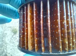 Zużyty filtr paliwa Citroena Berlingo.