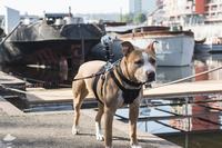 Sphericam 2 kamera 360o [KICKSTARTER]