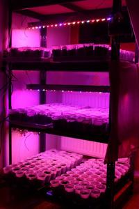 LEDowe oświetlenie dla hodowli roślin