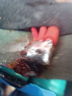 Napięcie na akumulatorze 24V po odłączeniu od ładowarki spada do ok. 20V