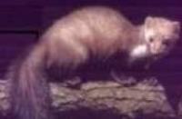 Strach na kuny - szukam schematu