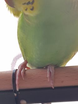 Obrazek