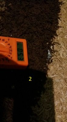 Szeregowe łączenie dwóch transformatorów 2 x 20V