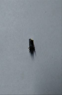 MyPhone 1082 Elegant+ - gdzie dokupię gniazdo ładowania.