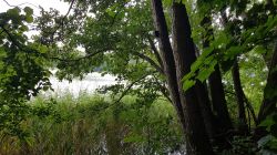 A sensor device in a glass jar attached to a tree trunk by Lake Pauzeńskie.