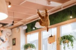 A cat hanging from the ceiling by its paws in a room with hanging plants.