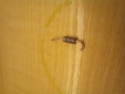 Mały czarny element elektroniczny z oznaczeniem FRI07 BL widoczny na tle drewnianej powierzchni.