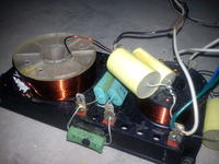 Tonsil Menuet 200 - cewka, zwrotnica