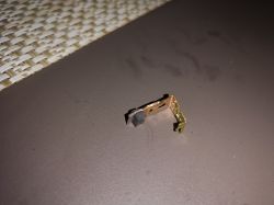 Jak sprawdzić silnik w wkrętarce Parkside PABS 20-Li A1? Gdzie kupić nowe szczotki?