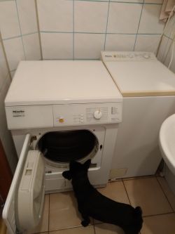 Bosch Condenser Tumble Dryer: Comparing WTW85460PL Heat Pump Model and Conventional Options