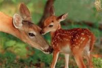Zderzak do taranowania w samochodzie osobowym a prawo.