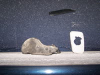 Poznajecie te części plastikowe? poszukiwany model auta