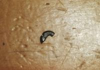 iPod nano 6g - Gdzie umieścić mały czarny element?