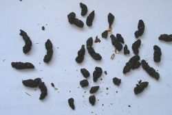 Does anyone know what this is - is it caused by mice? Does anyone know what this is - is it caused by mice?