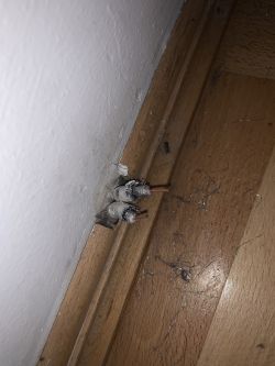 Brak telewizji w wynajmowanym mieszkaniu - anteny DVB-T