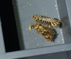 Wnętrze starego kalkulatora z drukarką Citizen 355DP Wnętrze starego kalkulatora z drukarką Citizen 355DP