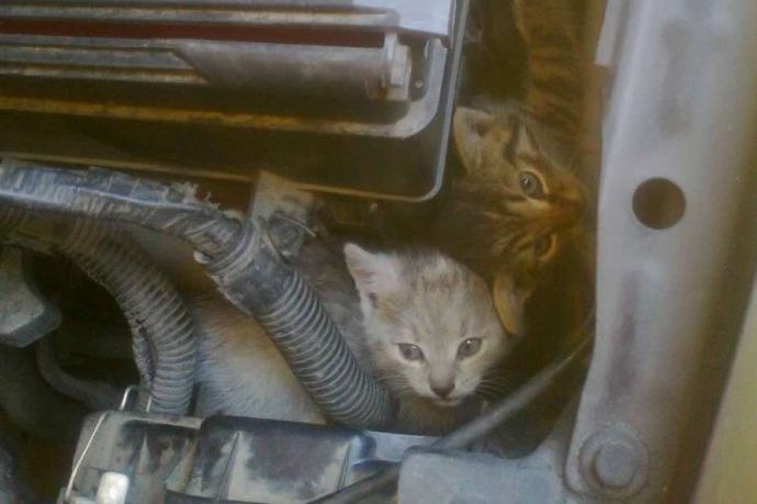 Coś na koty, żeby nie skakały po samochodach. elektroda.pl