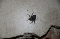 Spider - what model is it?