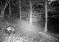 Denver WCM-8010 Camera Trap: Troubleshooting MMS & Email Issues, Activation Codes & Setup