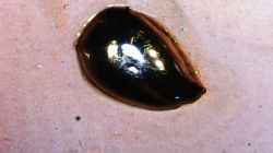 Cyna cynie nierówna czyli porównanie na szybko najpopularniejszych stopów lutowniczych.