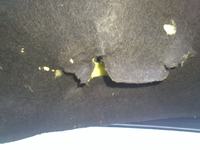 Dacia Dokker - Co mogło uszkodzić izolację silnika? Szkodniki czy elementy auta?