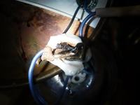 Naprawa lampki halogenowej 12V/50W