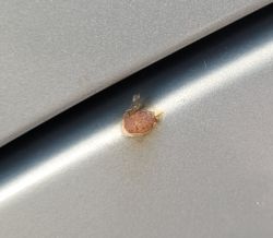 Audi A3 8l 1.9 Tdi 2001 - Zapobieganie rdzy: szlifowanie, Brunox Epoxy, APP R-STOP, podkład, baza