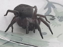 Spider - what model is it?
