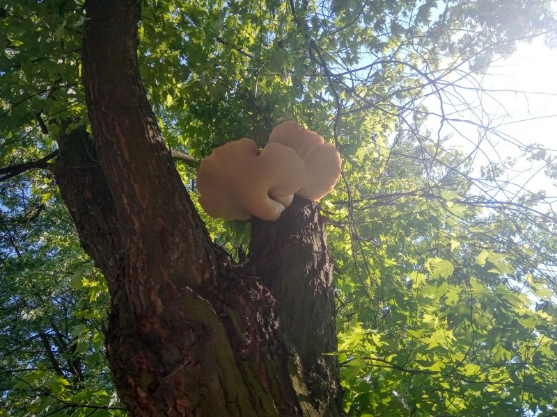 Identyfikacja gatunku grzybów na podstawie zdjęć spodu.
