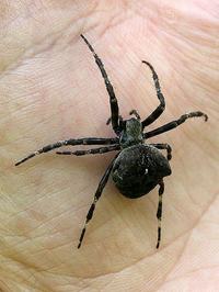 Spider - what model is it?
