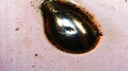 Cyna cynie nierówna czyli porównanie na szybko najpopularniejszych stopów lutowniczych.