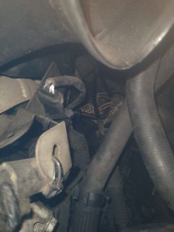 Renault Laguna II 06r 2.0 - Immo mruga, przegryziona wiązka