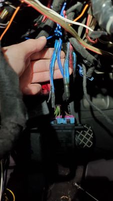 Więc alternatywny tekst w języku polskim: Zbliżenie na rękę trzymającą niebieskie przewody w samochodowej wiązce kabli.