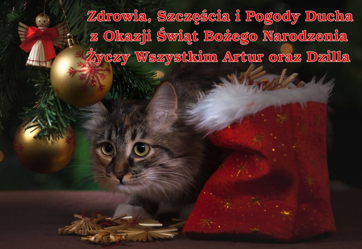 Kot leży pod choinką z bombkami, obok czerwonego worka, na którym widnieje napis z życzeniami świątecznymi.