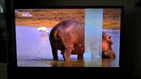 LCD LED LG 42LS575S - Biały pionowy pas na ekranie