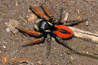 Spider - what model is it?