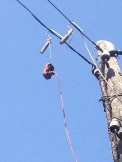 rybka elektryczna - Potrzebuję pełnego schematu budowy urządzenia