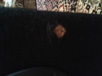 [Sprzedam] Wharfedale, DAP Audio, PAR Led, Laser, statyw, kable ...