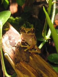 Zautomatyzowana komora dla roślin