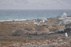 Walruses Resting on an Arctic Beach A group of walruses lying on a beach near the sea. Ice chunks and the sea are visible in the background.